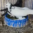 ازواج حمام