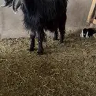 معزاء العدد ثنتين