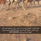 عشراء عليانيه رباع