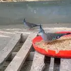 ذكر خلخليت اليف