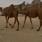 ناقتين سواحل خوات بعض