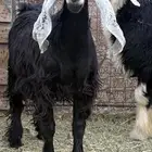 للبيع صخله عارضيه