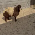خرفان نعيم للبيع