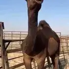مفرود مجهم