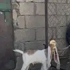 تيس حجازي _ هولندي