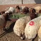 18 نعيم فيها 4رخال طيبه ومحصنه