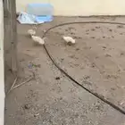 بط عمر شهرين