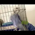 طير روز أليف العمر سنتين هدد داخلي لعوب مع الكل