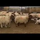 غنم نعيم مطافيل فاخره