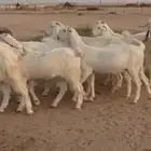 مشاريك فاخره ودفيع شرط