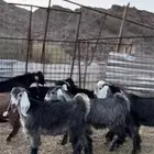تيوس عوارض ذبايح ( تم البيع )