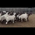 غنم جذعات نعيم