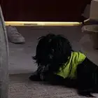 كلب للبيع مطعم ومل شي ومدرب