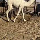 قعدان وبكار للبيع كفو فل مغلقه التواصل اتصال