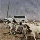 مصريات جم بدون قرون فاااخره