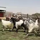 مصريات جم فاااخره