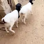 برابر جذعان