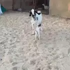 عنز والد علاها عناق كفو