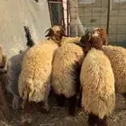 نعيم وسواكن يوجد توصيل. يوجد صلاخ في الموقع عند حلالي