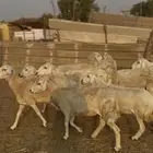 ضان حريات مراح واحد كفوو ع 680 يابلاش