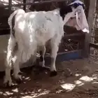 تيس