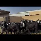 جذعات عوارض فاخره 21 ب الفحول ثنين