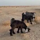 تيوس ( تم البيع )