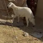 خروف كفو وادي الدواسر