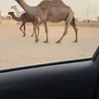 للببيع العشراء الكفو