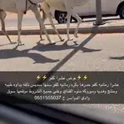 عشرا كفو حدرها بكره