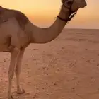 ناقه حمرا شاق