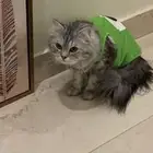 قطة للتبني الموقع الاحساء