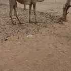 بكره للبيع قصب مفروده