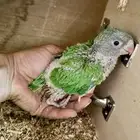 فرخ درة هندي