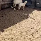 طليان العمر 6 شهور ضهر طيب وشاه ثنيه معها وخل