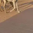 بكره مفروده وضحا