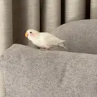 ببغاء روز