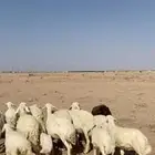 غنم خلفات