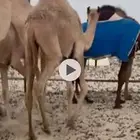 قعود للبيع