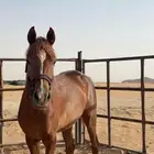 مهره عربي ورق