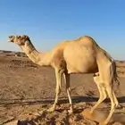 جمل لبيع