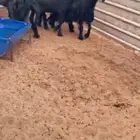 نجد دغم طيبه