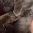 قط لطيف جدا  للتبني