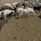 48 رخال للبيع