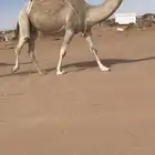 ضريبه حمرا