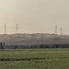 قمح نطيف من الشوائب محصول السنه هذي