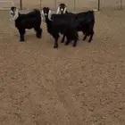 2 رباعيات.  ماعز مضاريع. وجفره
