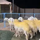 رخال حريه حرش صنف (دفيع شرط)