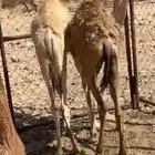 للبيع قعود وبكره بريات