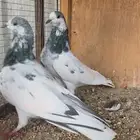 حمام باكستاني علي ولا